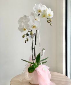Lan Hồ Điệp Bạch Ngọc