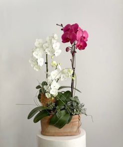 Lan Hồ Điệp Bliss