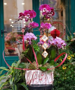 Lan Hồ Điệp Blooming Lan