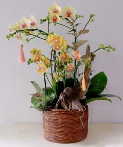 Lan hồ Điệp Chill Orchid
