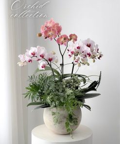 Lan Hồ Điệp Cổ Mộc
