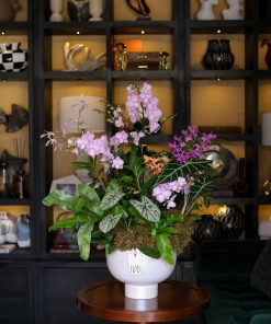 Lan Hồ Điệp Crown Orchid