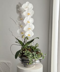 Lan Hồ Điệp Crystal Bloom