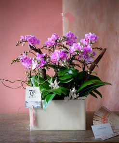 Lan Hồ Điệp Crystal Luxe