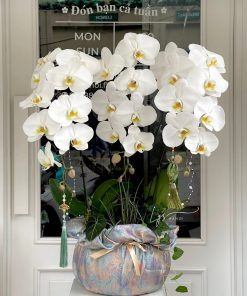 Lan Hồ Điệp Diamond White