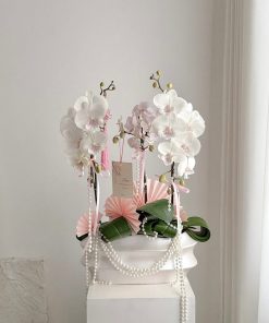 Lan Hồ Điệp Dream Orchid