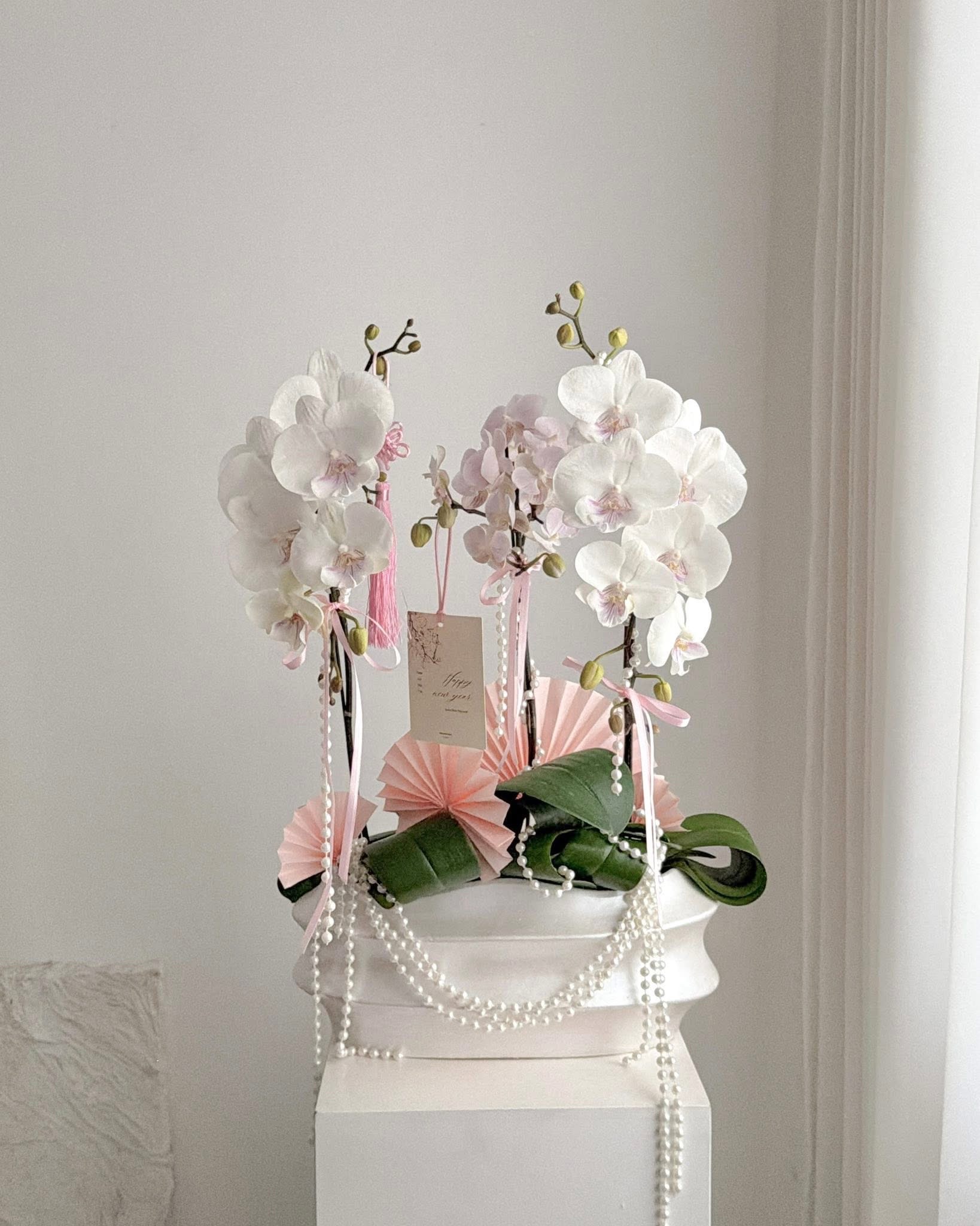 Dream Orchid Lan Hồ Điệp Dream Orchid