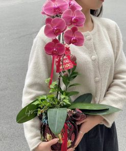 Lan Hồ Điệp Elegant Orchid