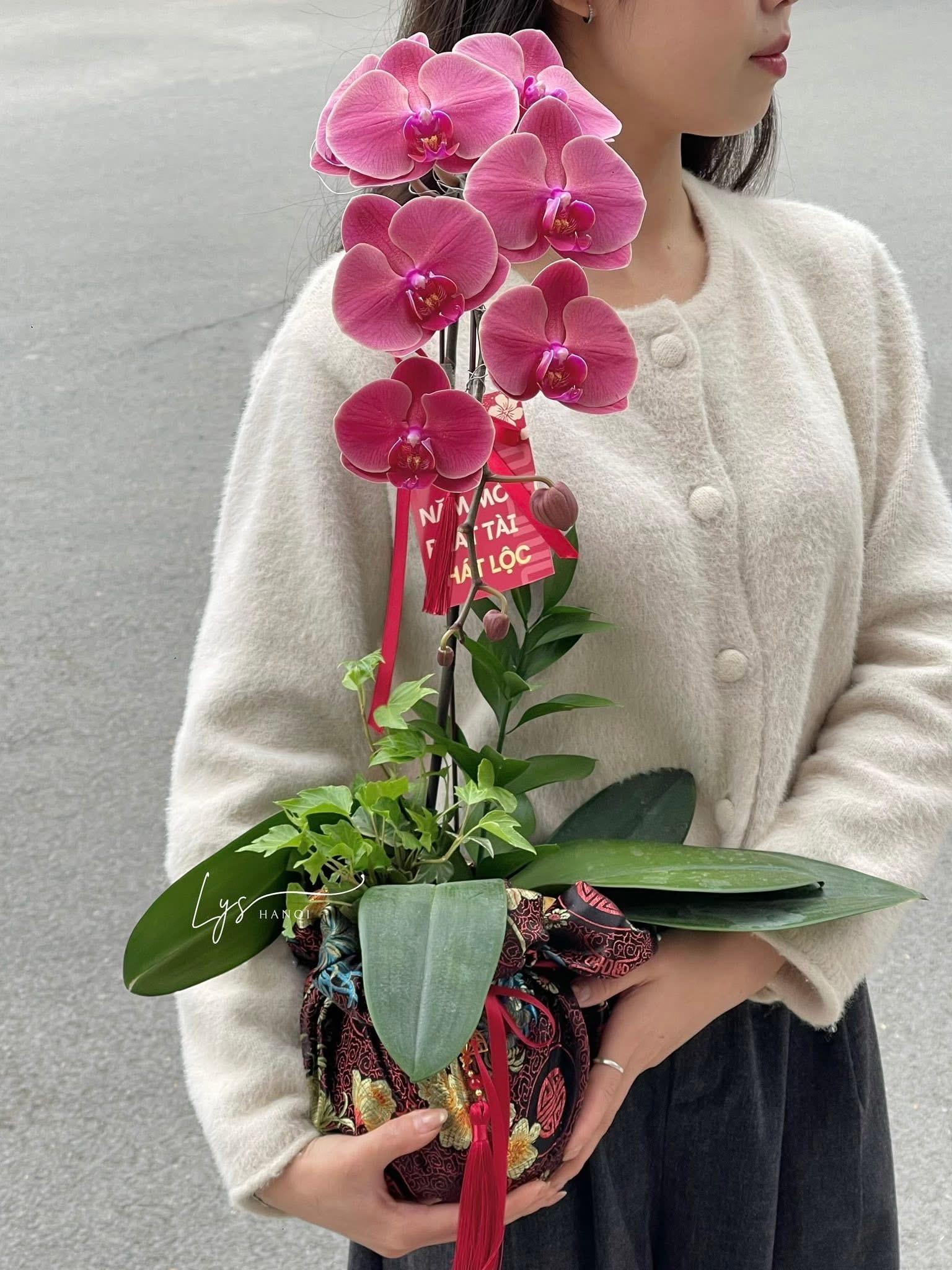 Elegant Orchid Lan Hồ Điệp Elegant Orchid