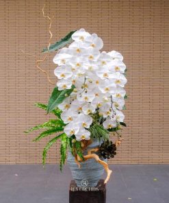 Lan Hồ Điệp Eternal Orchid