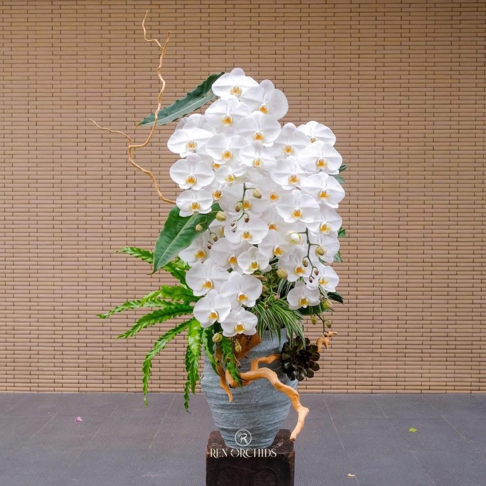 Eternal Orchid Lan Hồ Điệp Eternal Orchid