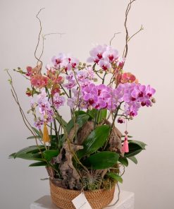 Lan Hồ Điệp Ever Wealth