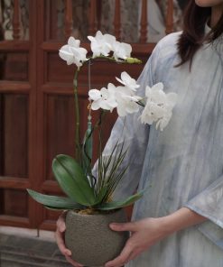Lan Hồ Điệp Forest Grace