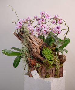 Lan Hồ Điệp Hạ Lan