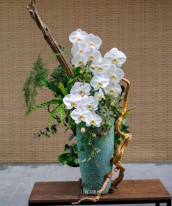 Lan Hồ Điệp Hoàng Điệp Hoang Dã