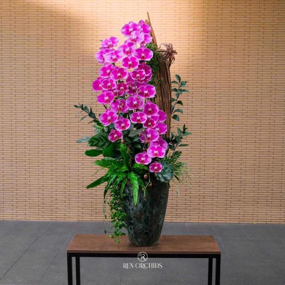 Hoàng Điệp Thiên Kim Lan Hồ Điệp Hoàng Điệp Thiên Kim