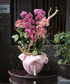 Lan Hồ Điệp Hoàng Kim Vĩnh Hằng