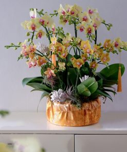 Lan Hồ Điệp Khúc Giao Mùa