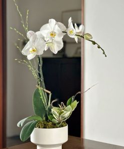 Lan Hồ Điệp Kim Khuê