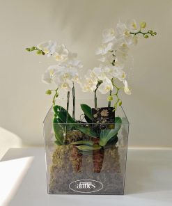 Lan Hồ Điệp Lan Đại Cát