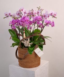 Lan hồ Điệp Lan Hưng Thịnh