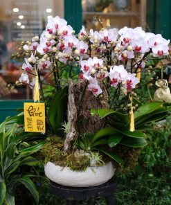 Lan Hồ Điệp Lan Khai Phúc
