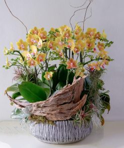 Lan Hồ Điệp Lan Ngọc Hoàng Gia