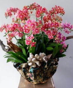 Lan Hồ Điệp Lan Phúc An