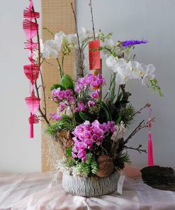Lan Hồ Điệp Lan Tấn Lộc