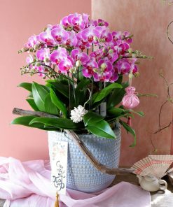 Lan Hồ Điệp Lavender Royale
