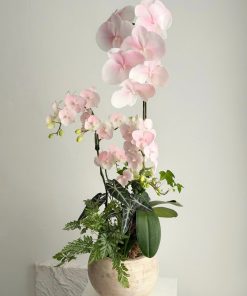 Lan Hồ Điệp Love Embrace