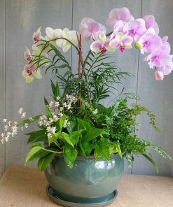 Lan Hồ Điệp Love In Bloom