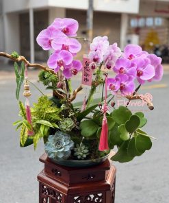 Lan Hồ Điệp Mộng Tím Hoàng Gia