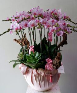 Lan Hồ Điệp Mood Lan