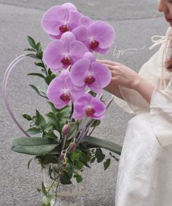 Lan Hồ Điệp Moonlight Orchid