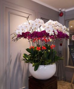 Lan Hồ Điệp Ngọc Điệp Cát Tường
