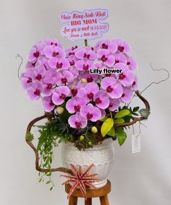Lan Hồ Điệp Noble Blossom