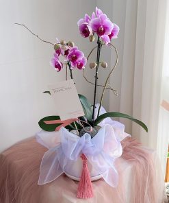 Lan Hồ Điệp Orchid Infinity