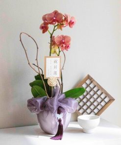 Lan Hồ Điệp Orchid Majesty