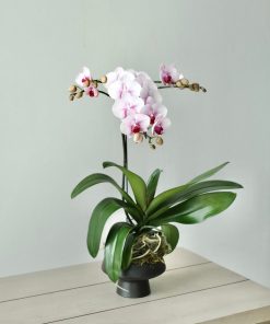 Lan Hồ Điệp Phiêu lãng
