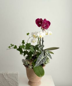 Lan Hồ Điệp Phồn Vinh