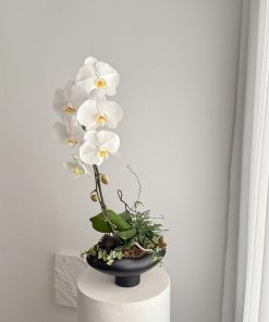 Lan Hồ Điệp Platinum Bloom