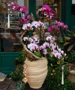 Lan Hồ Điệp Prosperity Orchid