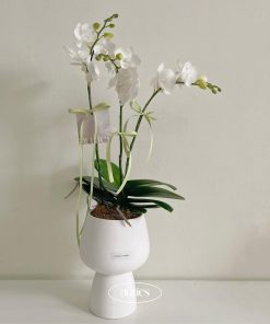 Lan Hồ Điệp Pure Elegance
