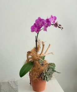 Lan Hồ Điệp Rạng Ngời