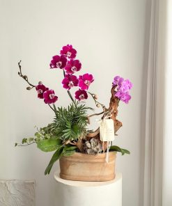 Lan Hồ Điệp Signature Orchid
