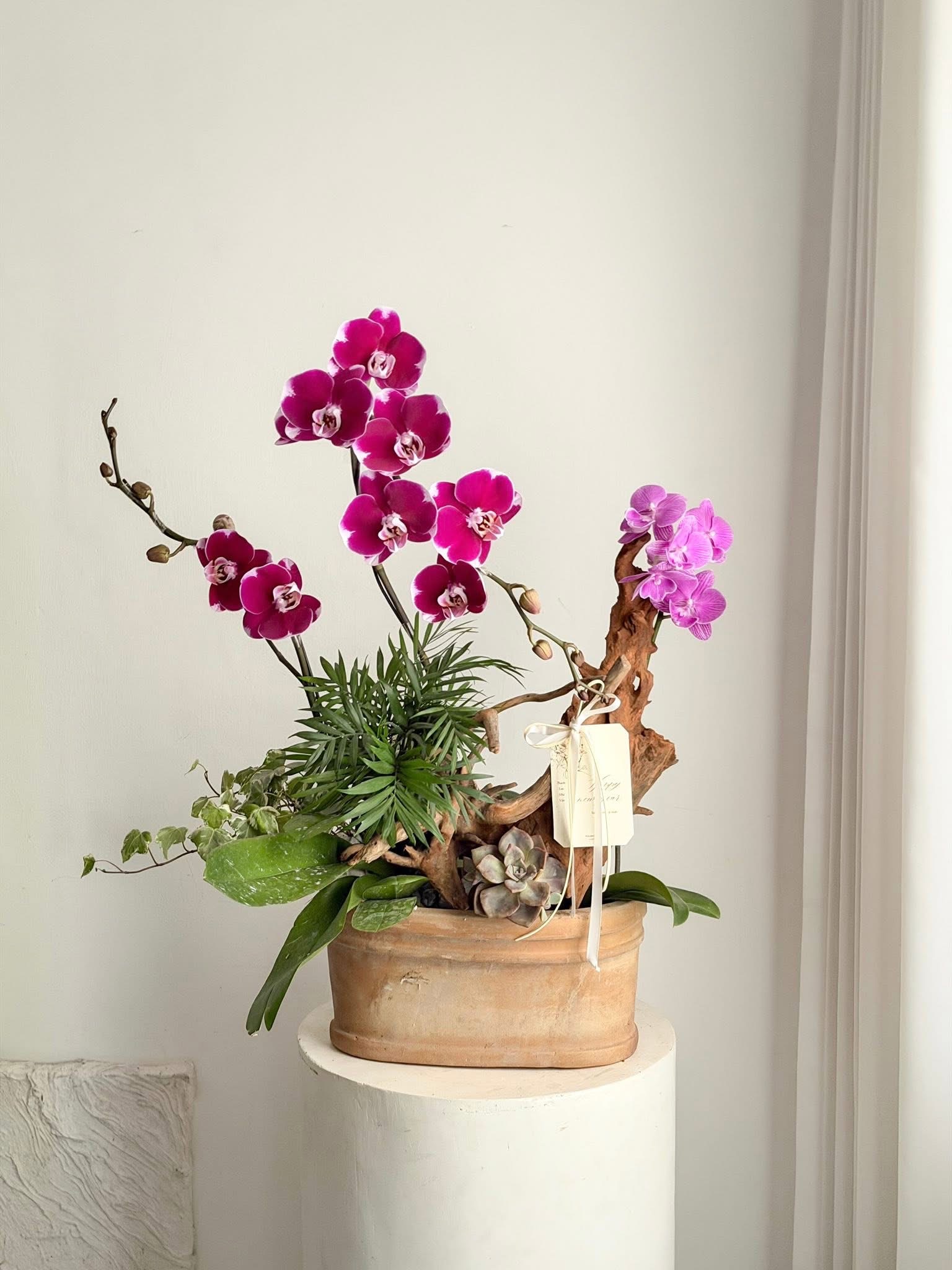 Signature Orchid Lan Hồ Điệp Signature Orchid