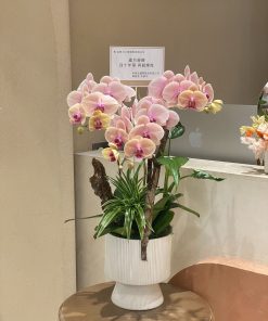 Lan Hồ Điệp Sơn Ngọc