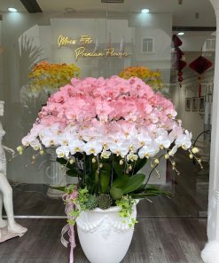 Lan Hồ Điệp Song Hỷ Orchid