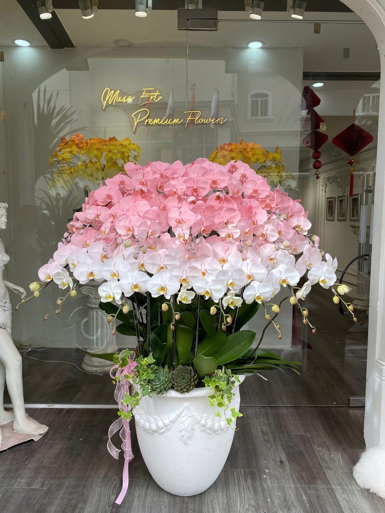 Song Hỷ Orchid Lan Hồ Điệp Song Hỷ Orchid